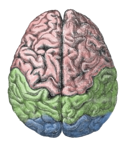 brain, cerebral lobes, wikimedia commons