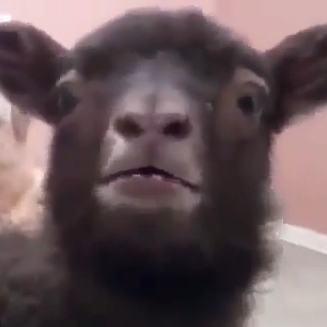 goat-lamb