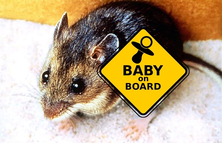 deer-mouse-baby-on-boardpd