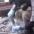 Russia Blames the White Helmets for the Chemical Attacks